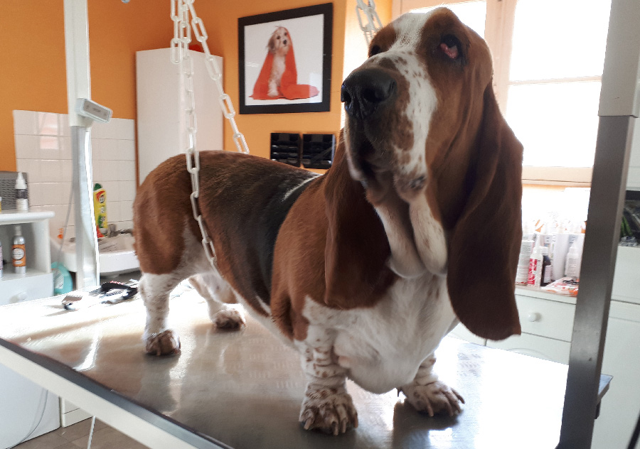 Basset-Hound