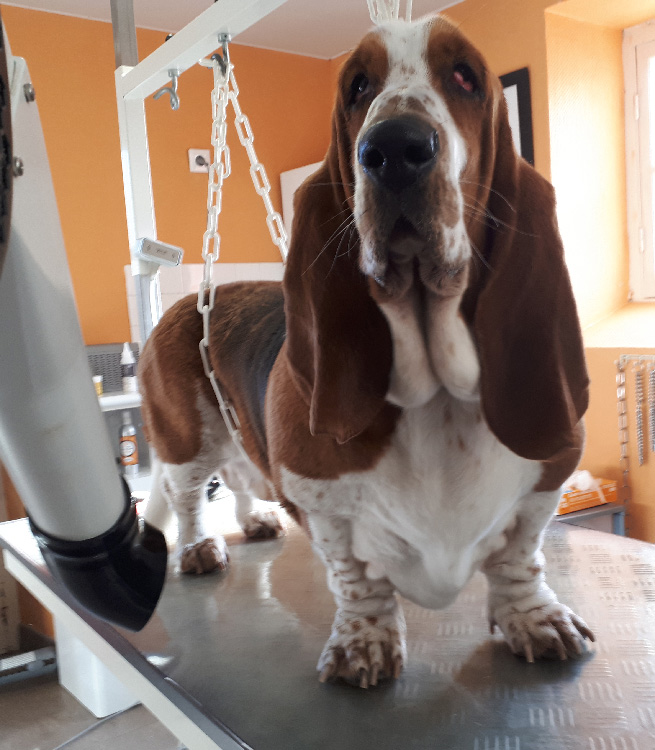 Basset Hound