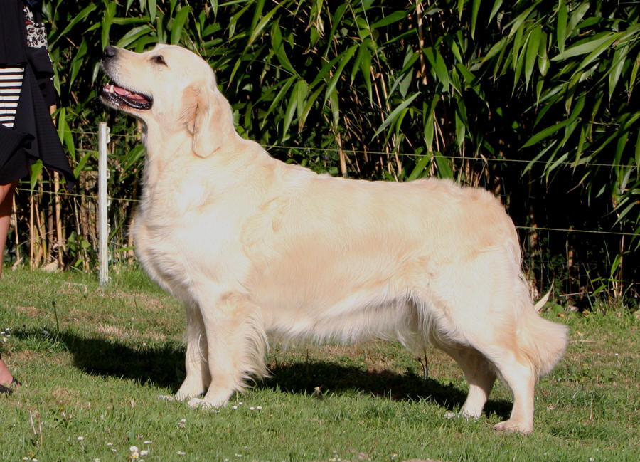 Golden Retriever