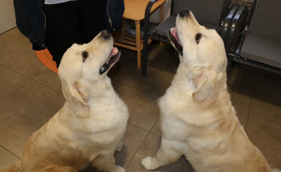 Golden Retriever