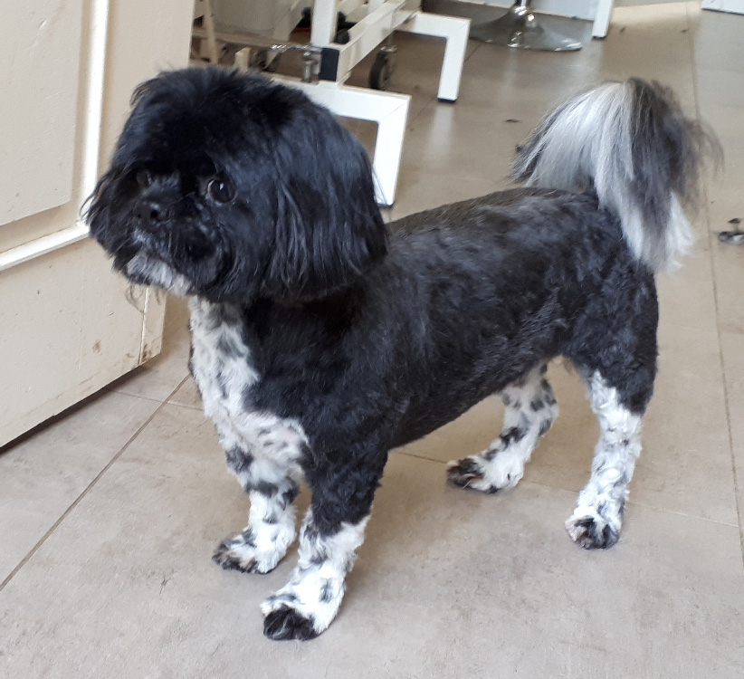 Shih-Tzu