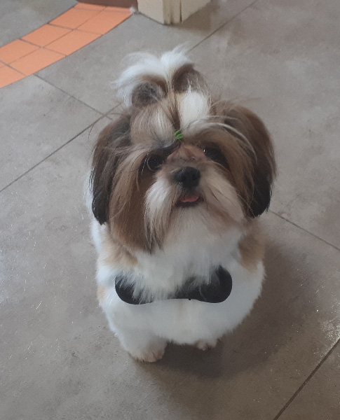 Shih Tzu