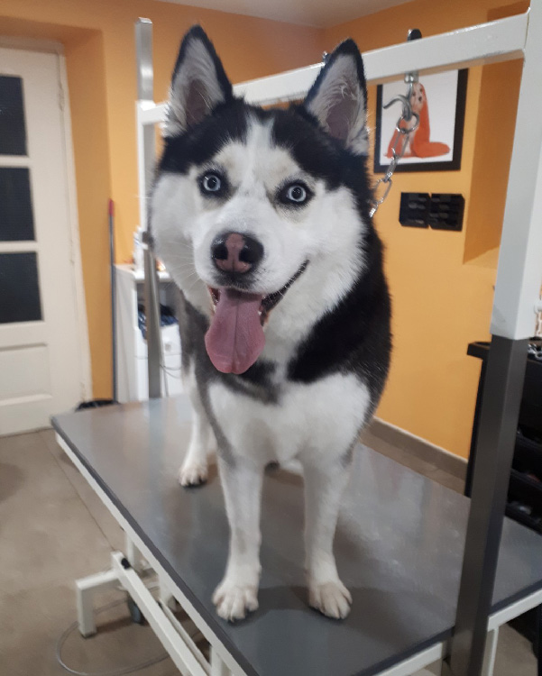 Siberian Husky