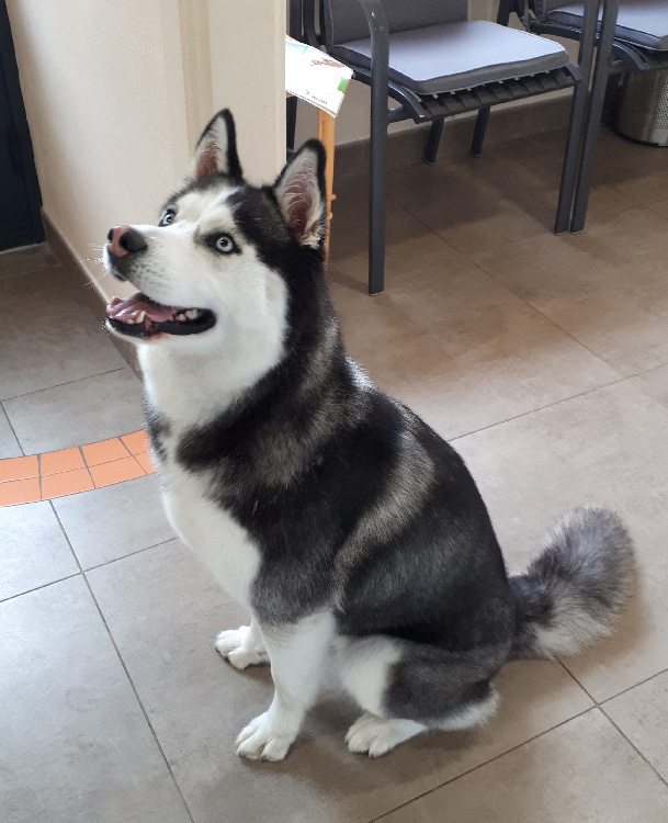 Siberian Husky