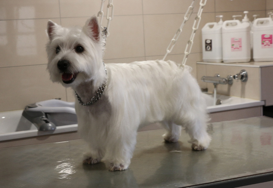 Westie